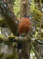 Turdus migratorius