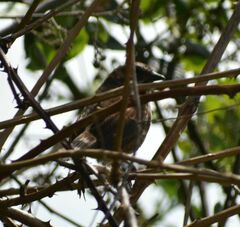 Melospiza melodia