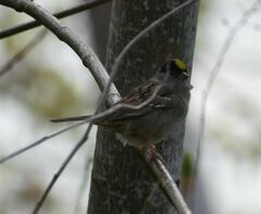 Zonotrichia atricapilla