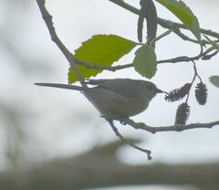 Psaltriparus minimus