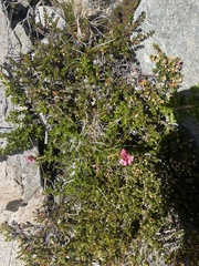 Escallonia rubra