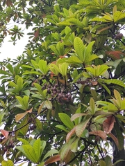 Elaeocarpus apiculatus