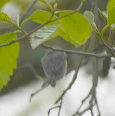 Psaltriparus minimus