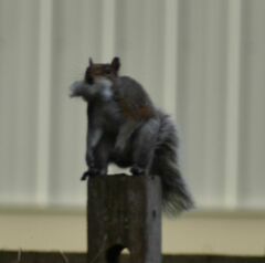 Sciurus carolinensis