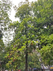 Elaeocarpus apiculatus