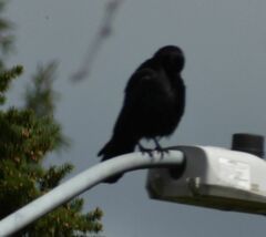 Corvus brachyrhynchos