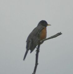 Turdus migratorius
