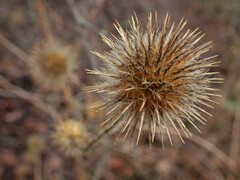 Dipsacus strigosus
