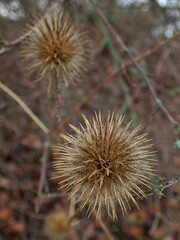 Dipsacus strigosus