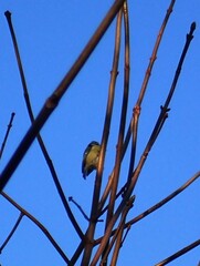 Cyanistes caeruleus