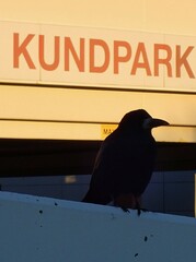 Corvus frugilegus