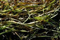 Zostera