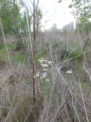 Erigeron philadelphicus