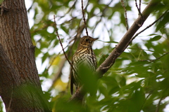 Turdus philomelos