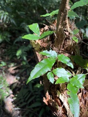 Tetrastigma hemsleyanum