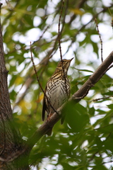 Turdus philomelos