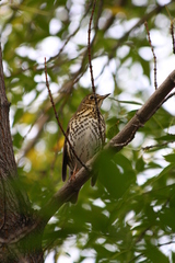Turdus philomelos