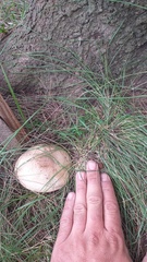 Agaricus