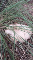 Agaricus