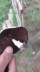 Agaricus