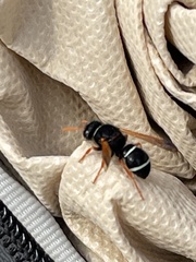 Hypodynerus vespiformis