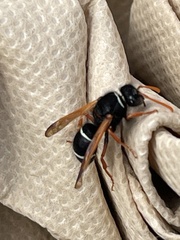 Hypodynerus vespiformis