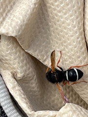 Hypodynerus vespiformis