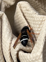 Hypodynerus vespiformis