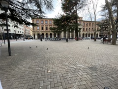Columba livia