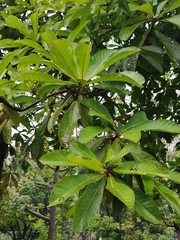 Elaeocarpus apiculatus