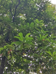 Elaeocarpus apiculatus