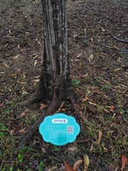 Elaeocarpus apiculatus