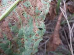Gastrophysa atrocyanea