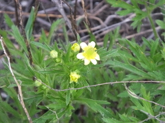Ranunculus chinensis