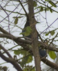 Cyanocitta stelleri