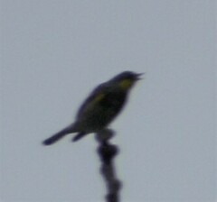 Setophaga coronata