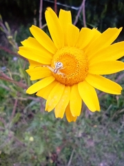 Misumenops