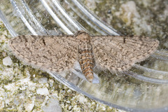 Eupithecia distinctaria