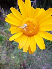 Misumenops