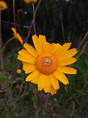 Misumenops