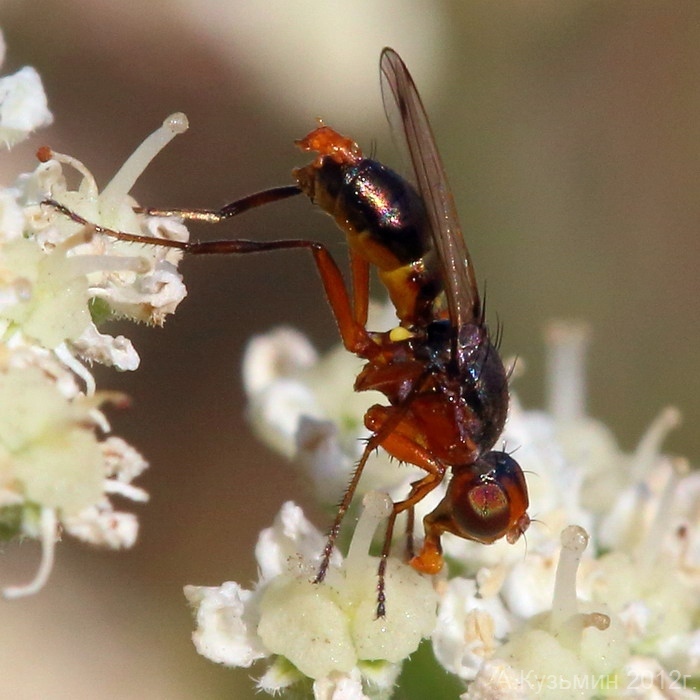 Sepsis thoracica