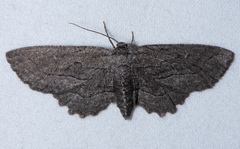 Aethaloida packardaria