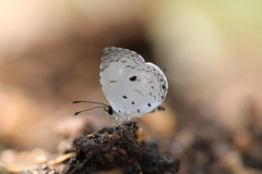 Neopithecops zalmora