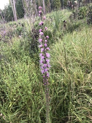 Liatris spicata