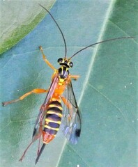 Echthromorpha agrestoria