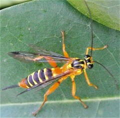 Echthromorpha agrestoria
