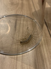 Thereuonema tuberculata