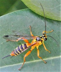 Echthromorpha agrestoria