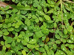 Arachis duranensis