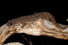 Gehyra versicolor